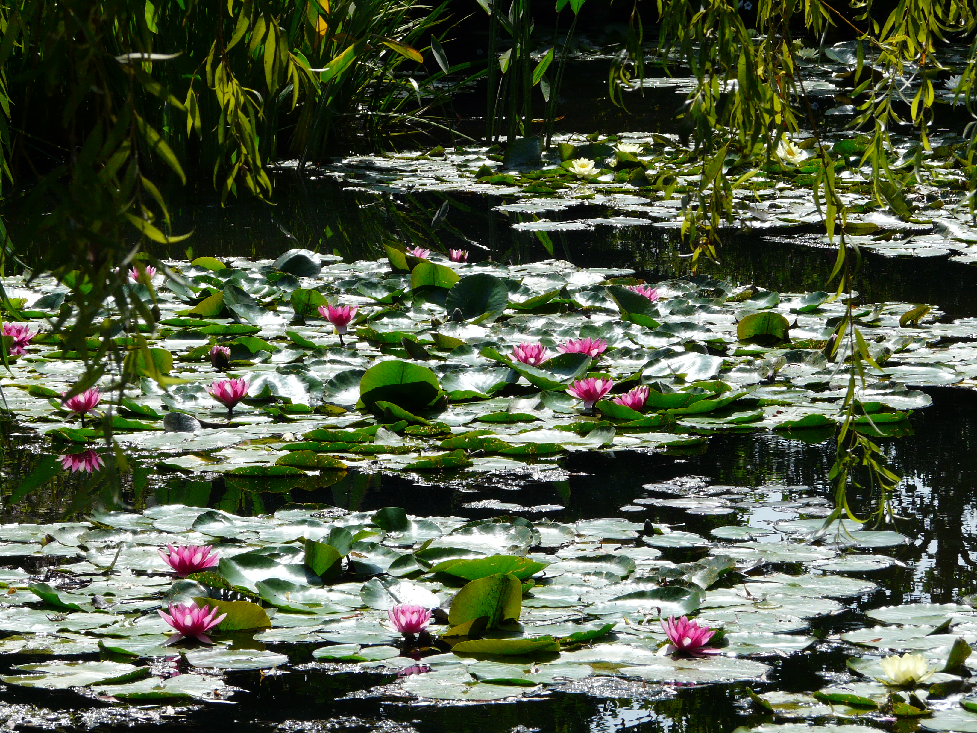 Au jardin avec soi-même